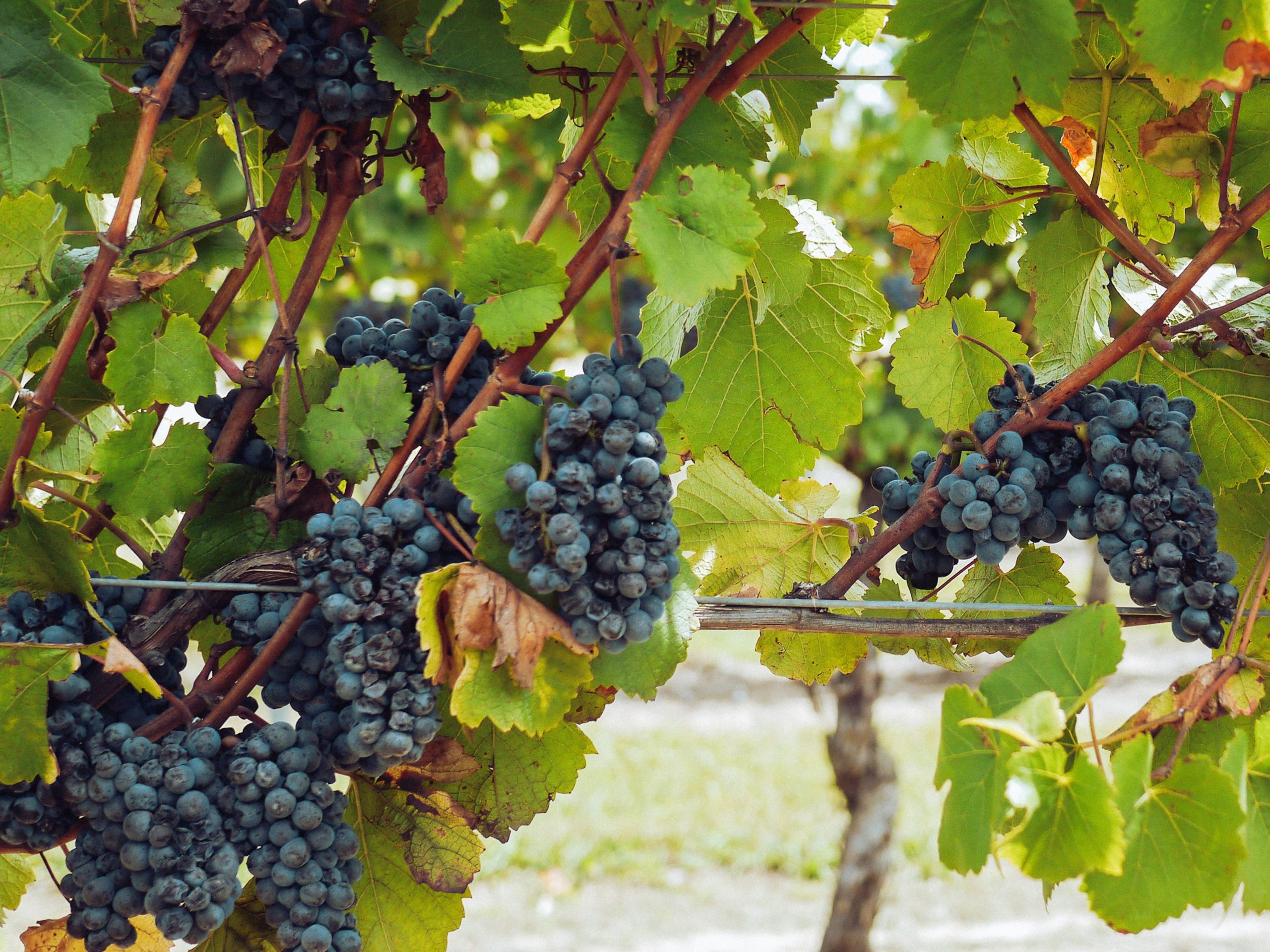 Conveyor Belts for the Wine Industry