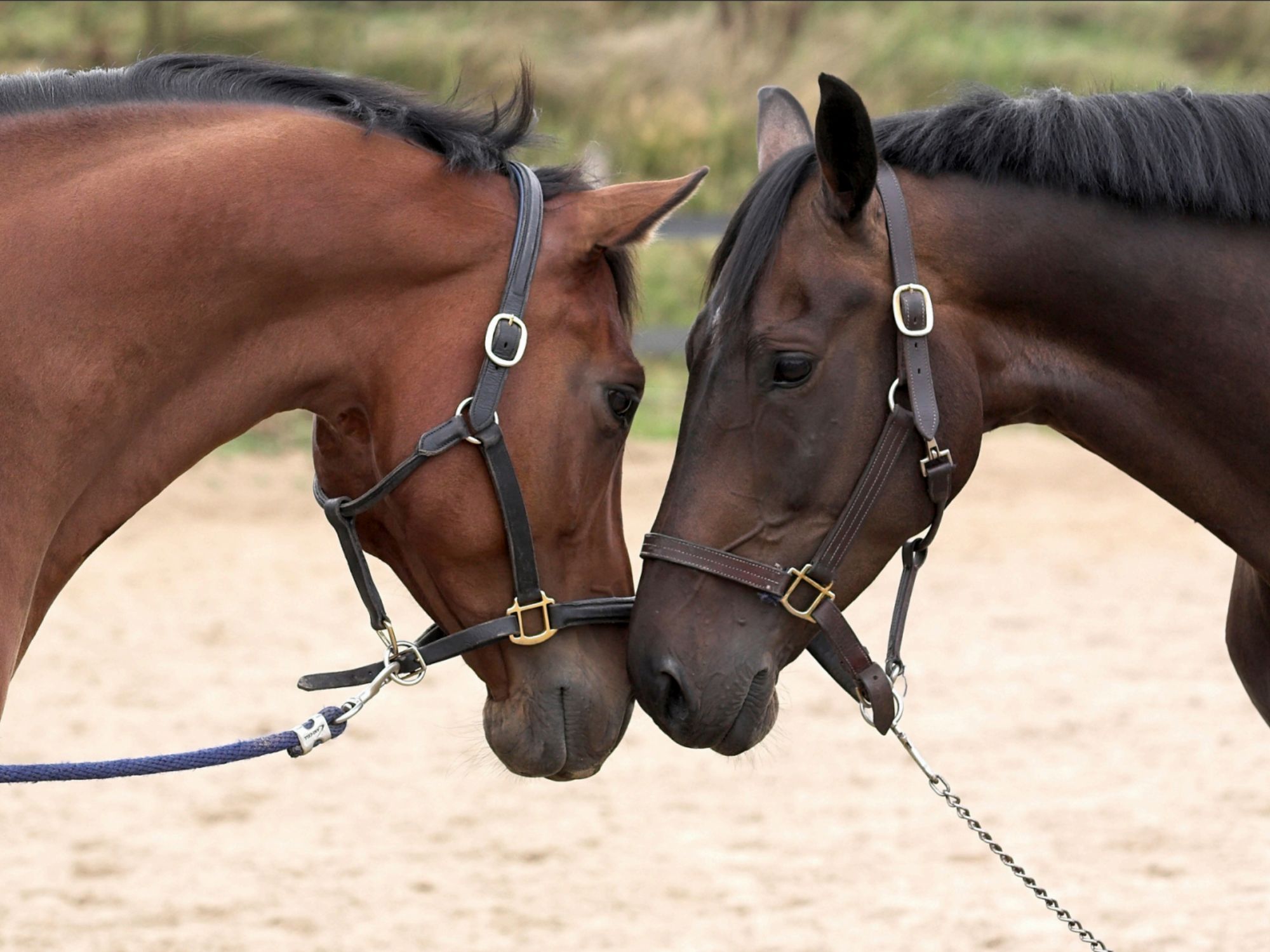 Horse treadmill belts